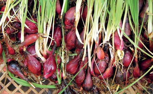 56-klasifikasi-dan-manfaat-bawang-dayak