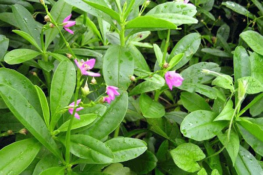 61-gingseng-panax-gingseng-ca-mey