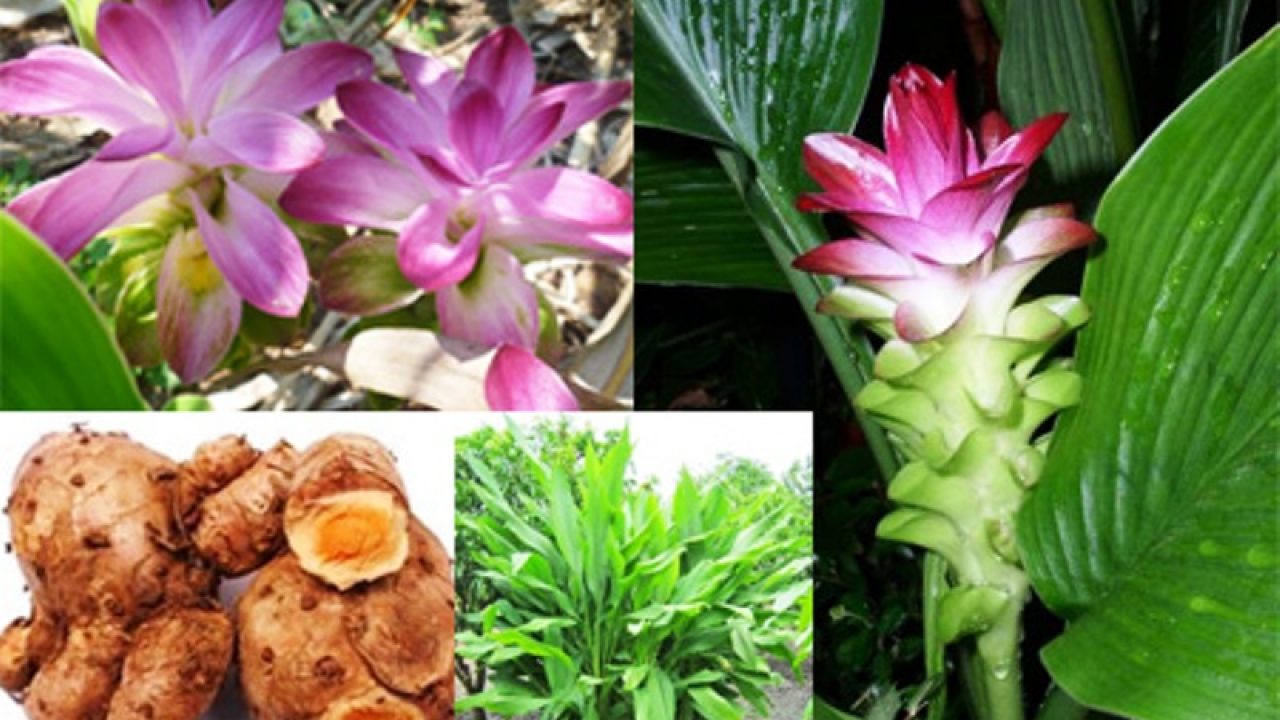 69-temulawak-curcuma-zanthorrhiza-l