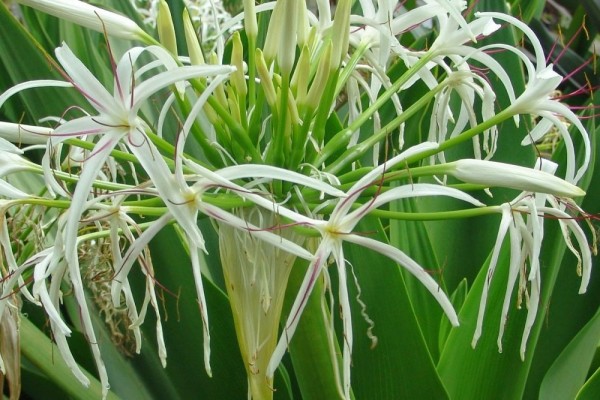 71-tanaman-bakung-crinum-asiaticum-l