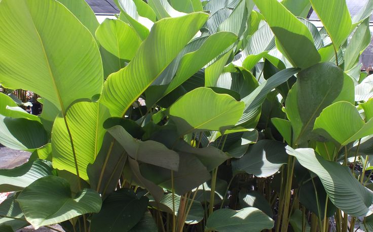 75-tanaman-hias-calathea-lutea