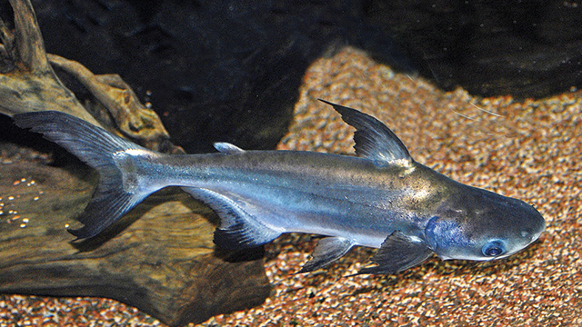 86-ikan-patin