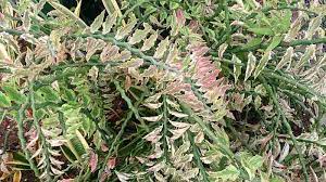 405-penawar-lilin-euphorbia-tithymaloides