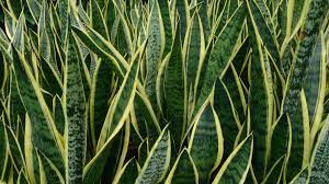 407-dracaena-trifasciata