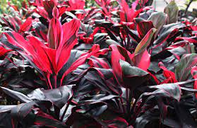 408-hanjuang-cordyline-fruticosa