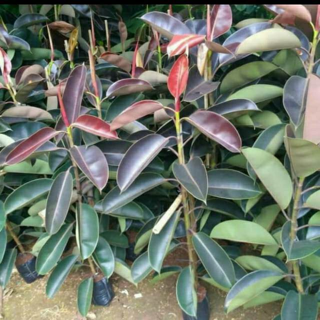 412-karet-merah-ficus-elastika