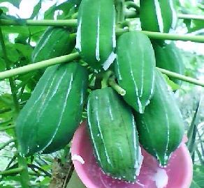 429-papainum