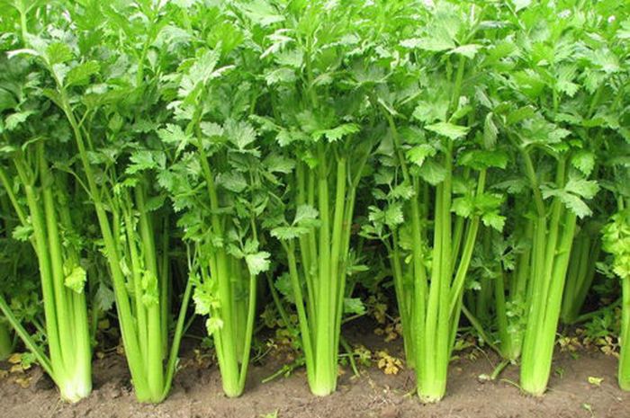 483-apii-graveolentis-folium