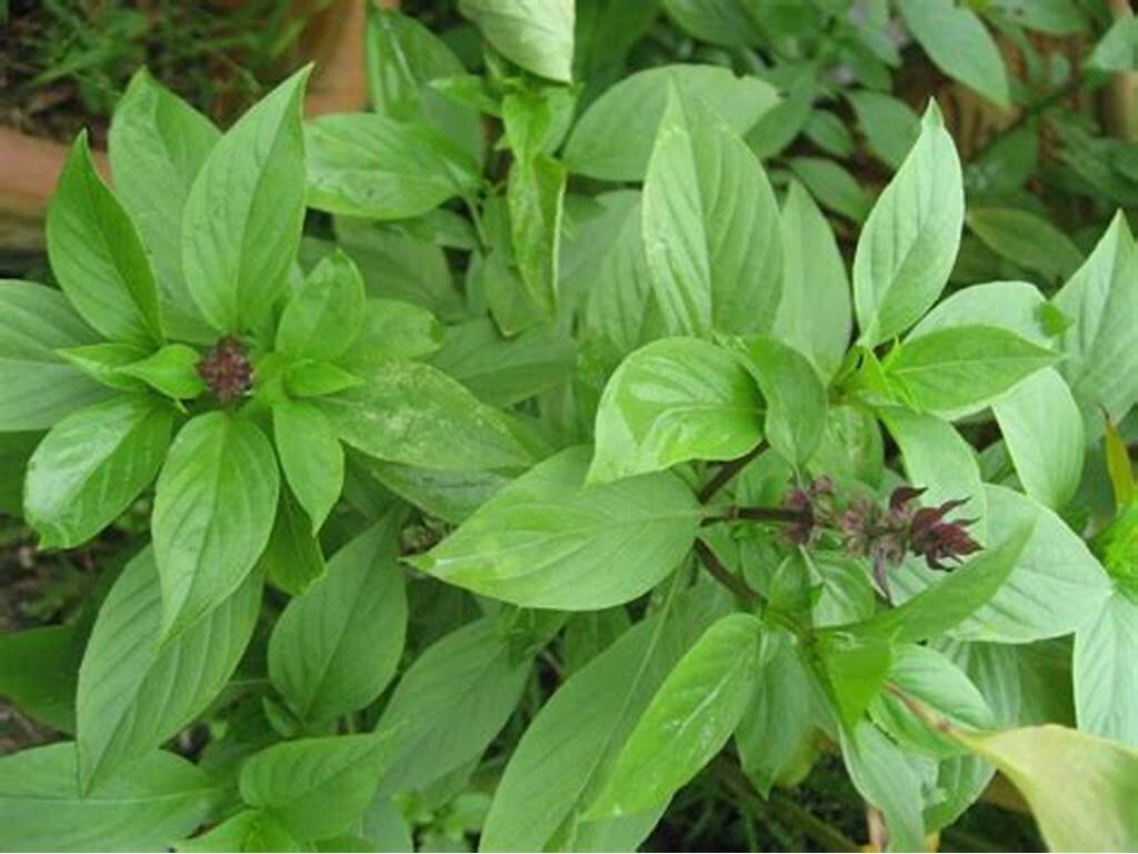 484-basilici-folium
