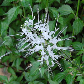 485-orthosiphonis-folium
